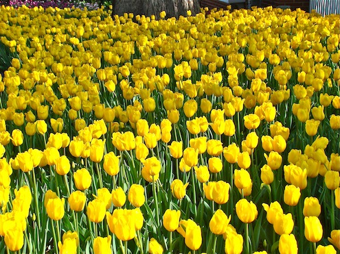 Yellow Tulip Field