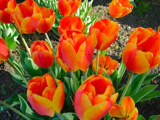 orange tulips