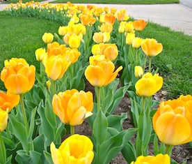 orange yellow tulips