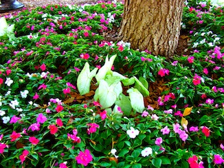 Flower Bed