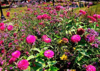 Pink Flowers