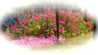 Pink Flowers