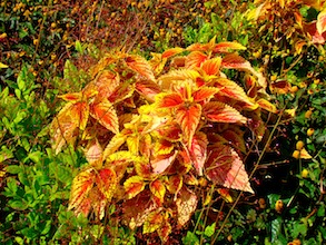 Coleus flowers