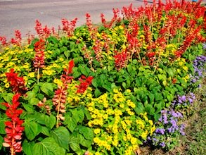 Red Yellow Purple Flowers