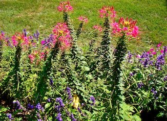 Pink Purple Flowers