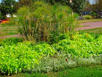 Green Flower bed