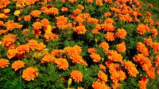 Orange Flowers