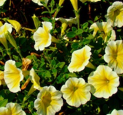 Yellow Flowers