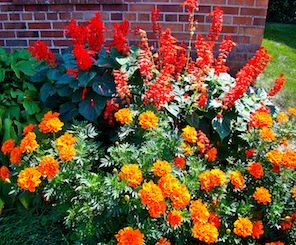 Orange Red Flowers