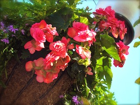 Pink Flowers