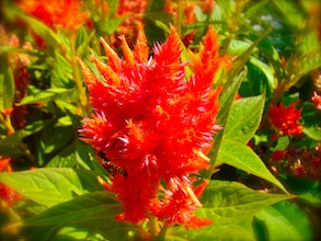 red flowers