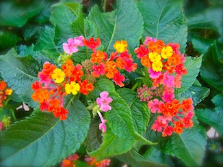 red pink flowers