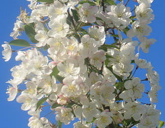 White Blossoms