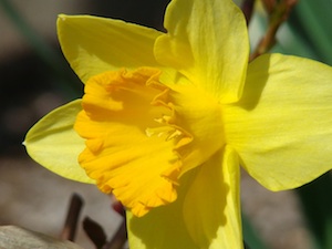 Yellow Daffodil