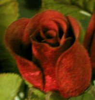 Red Rose