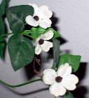 White Daisy Still Life