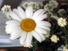 White Daisy