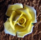 Yellow Rose