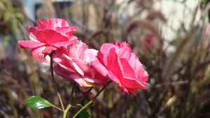 pink flowers