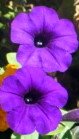 Purple Petunias