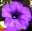 Pella Purple Flowers